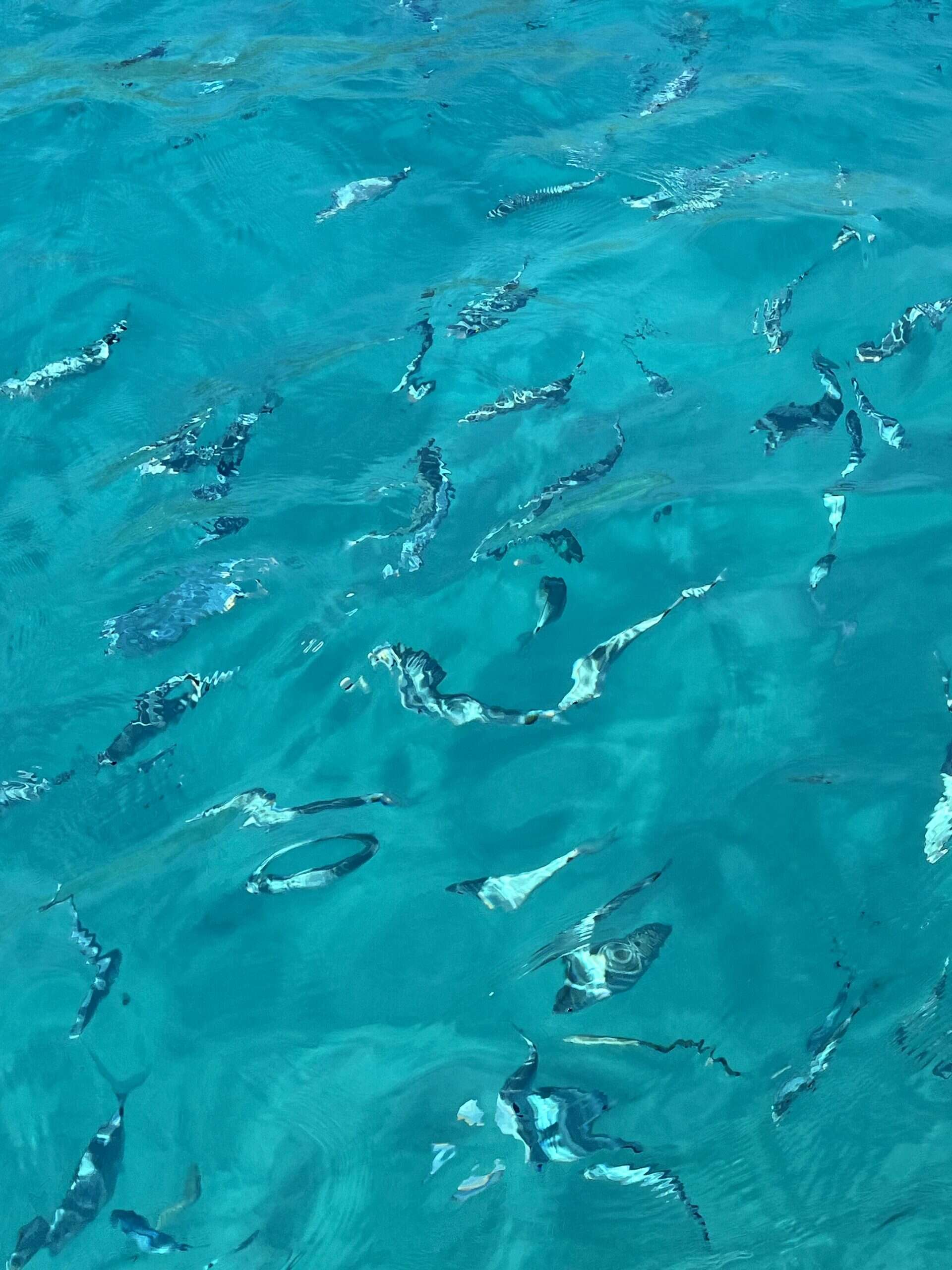 fish swimming in turquoise water