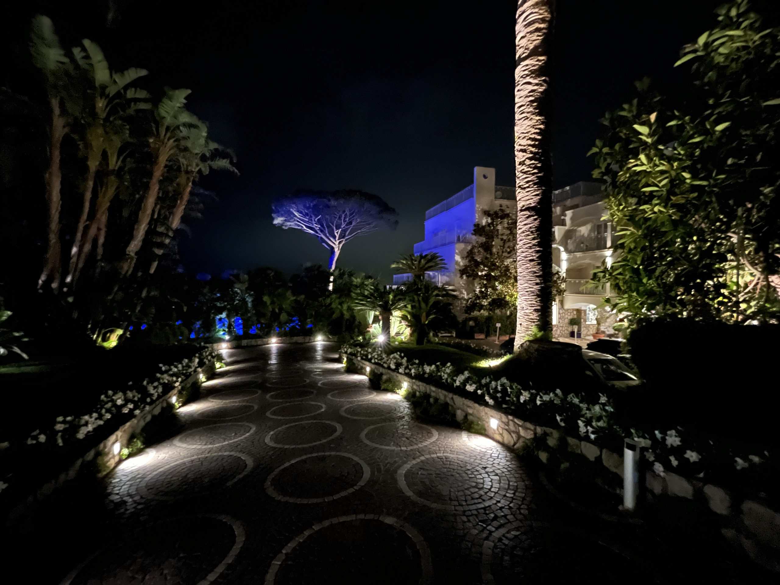 lighted walkway in the evening with trees around and purple lights