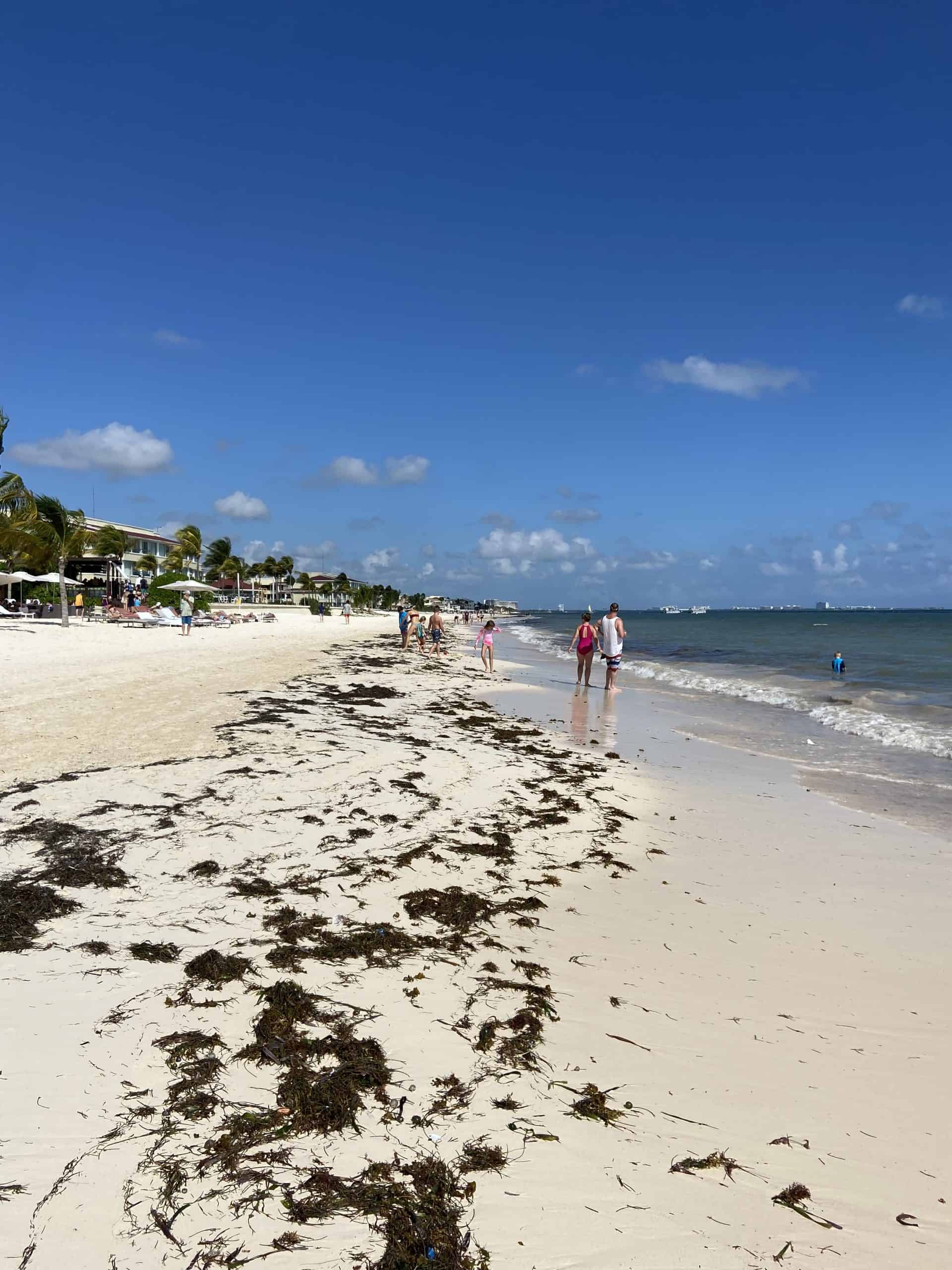 seaweed on a white sand beach with people walking