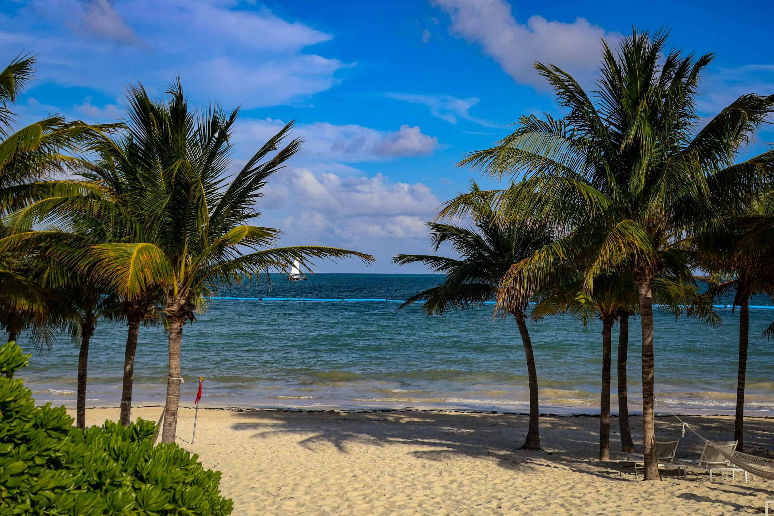Palm trees on a golden sand beach in front of turquoise water