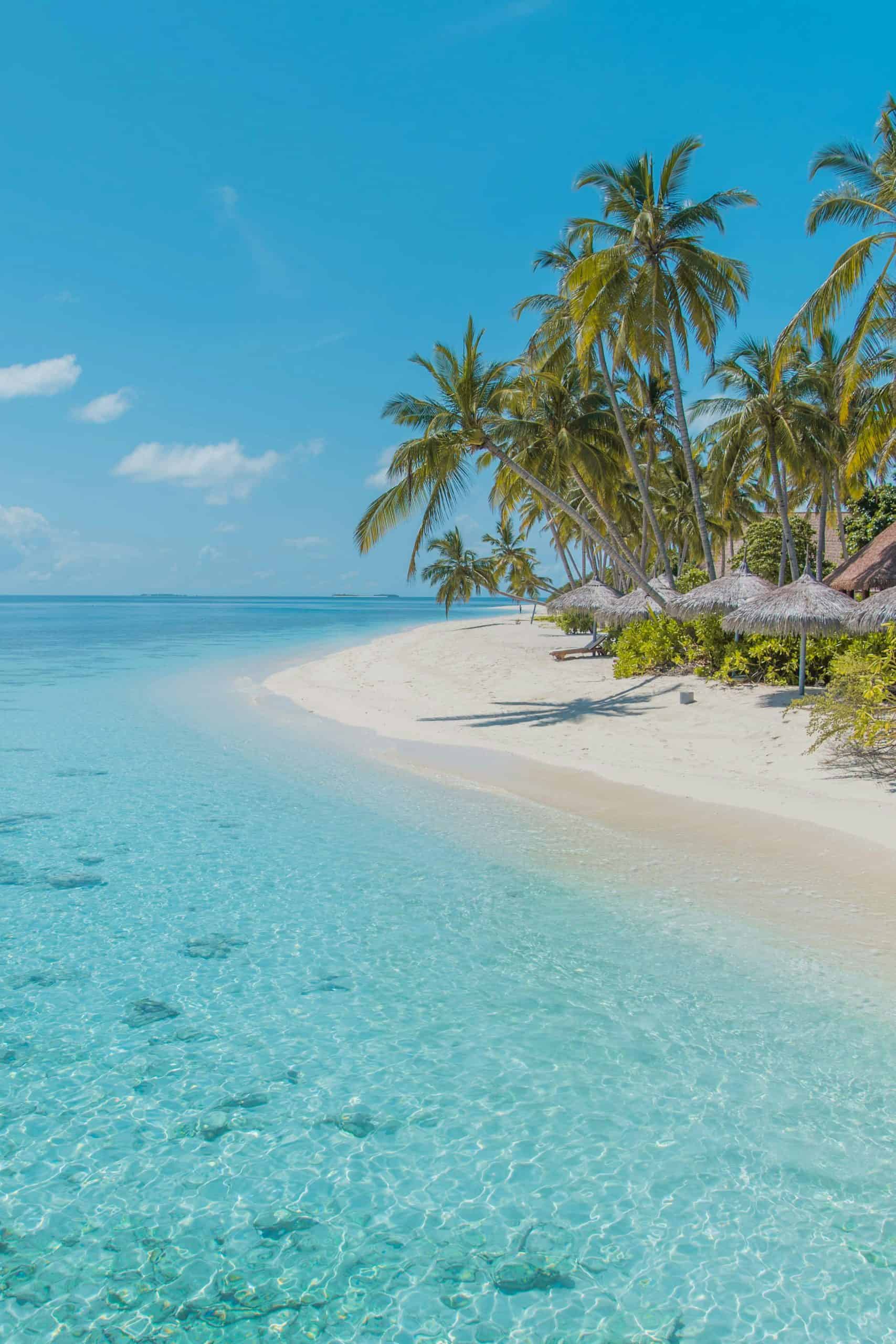 beach with palm trees and turquoise water