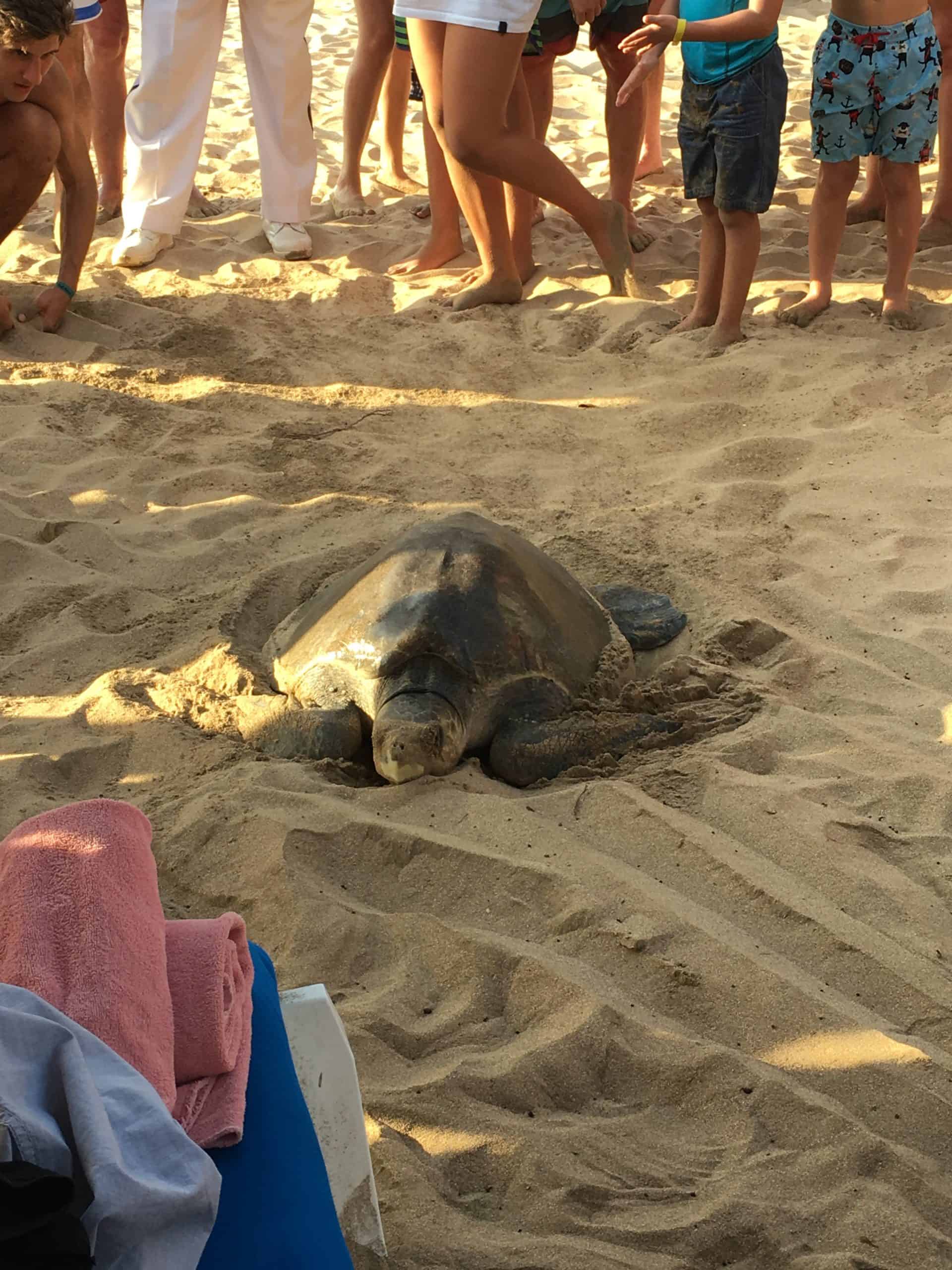 sea turtle on the sand on Club Med Ixtapa beach