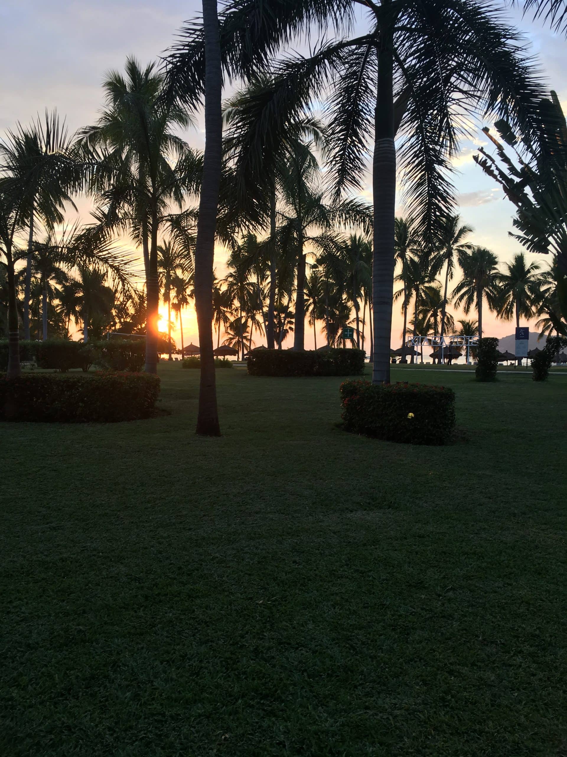 field of green grass with palm trees and sun setting in background