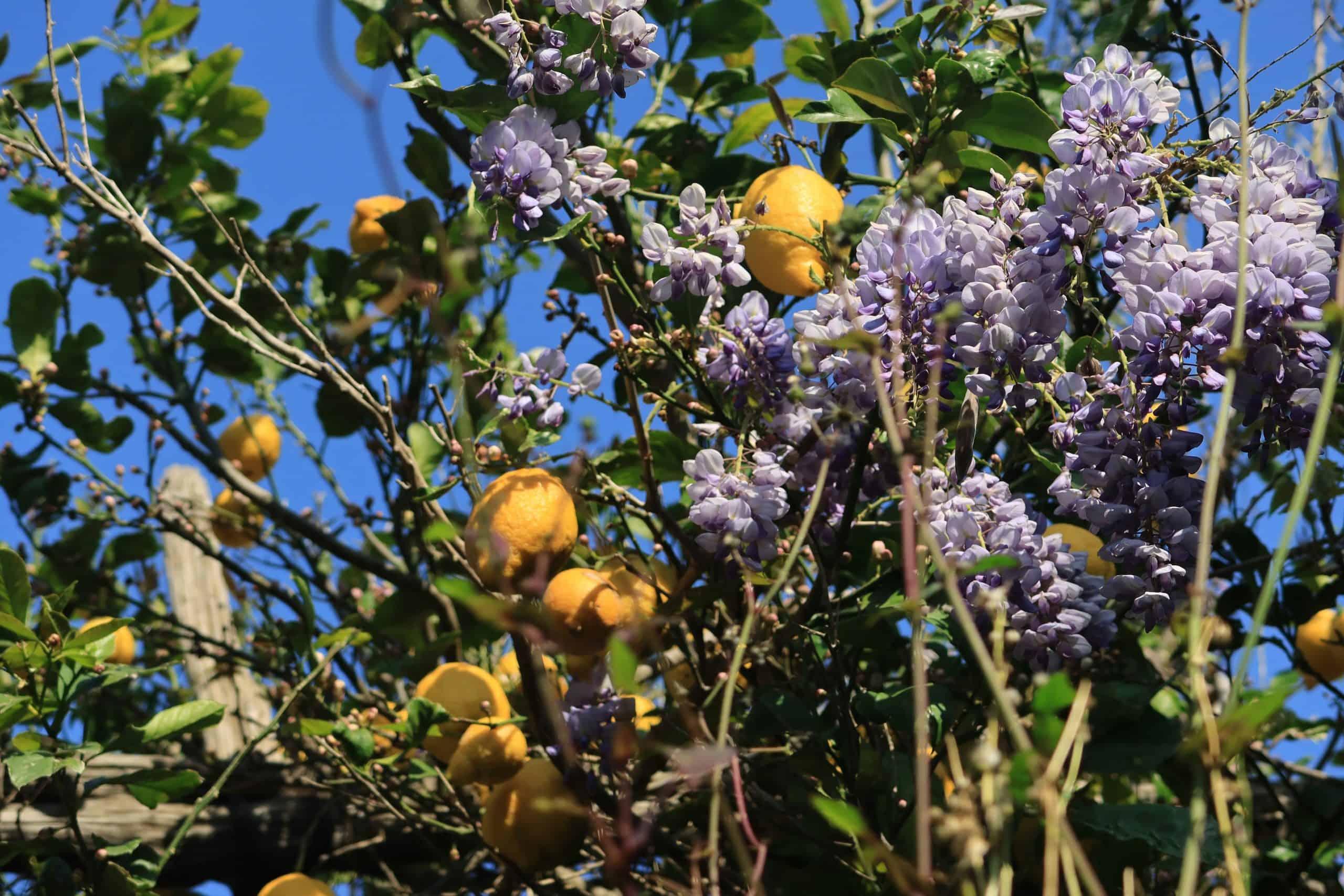Lemons hanging from trees