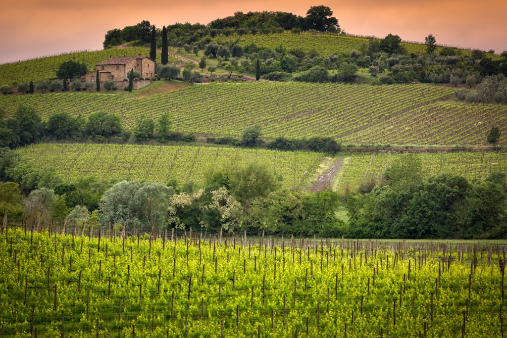 Vineyard and a house with rows of grapes and trees in Montalcino
