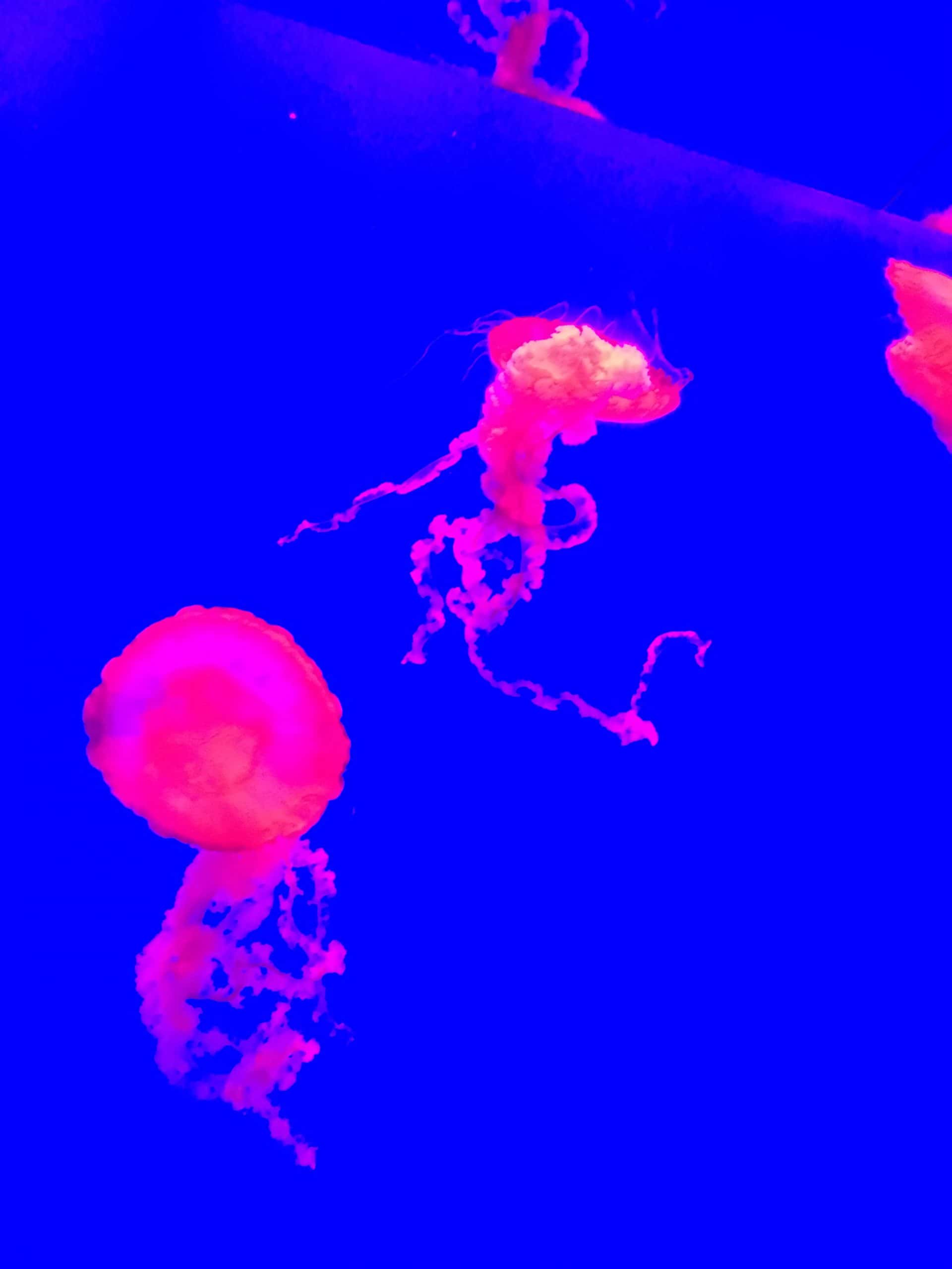 jellyish at Ripley's Aquarium in Toronto